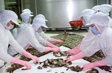 Shrimp farmers should increase product quality: experts