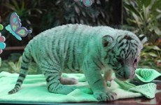  White tiger cubs on show to public