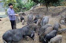  Binh Dinh spends big on animal breeding