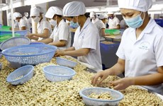 Japan’s Wakayama interested in farm production with Vietnam