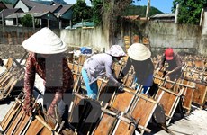 Lao Cai enlarges cinnamon cultivation acreage 
