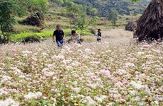  First buckwheat festival opens in Ha Giang 