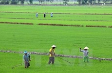 Better Rice initiative to help Mekong farmers 