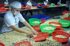 West African delegation looks to study Binh Phuoc’s cashew sector