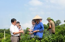 New-style cooperatives play key role in agricultural restructuring