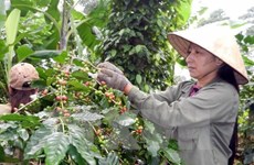 Coffee industry to boost quality, value