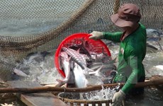 Vietnam disappointed about US’s inspection on tra, basa fish 