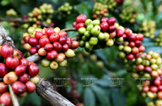 Vietnam’s coffee industry loses global market share 