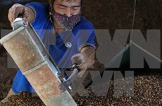 Dak Lak: Coffee output continues dropping