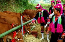 Binh Phuoc gives breeding cows to ethnic minority households