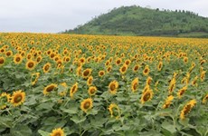 Sunflowers brighten up the lives of Vietnamese youths 