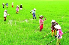 Agricultural value chain development needed in Mekong Delta