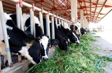 Large-scale cow breeding project launched in Ha Tinh 