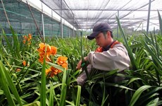 Da Lat to grow flower exports