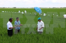 Global sustainable rice production criteria applied in Vietnam