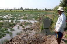 Mekong Delta provinces tackle saltwater intrusion 