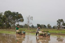 Laos plans to export 1 million tonnes of rice