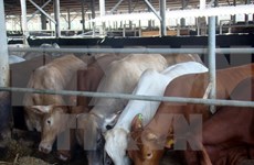 Quang Ninh licenses cattle farming project within three hours
