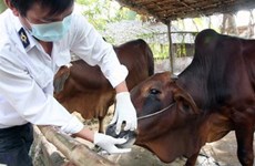 Localities asked to allocate funds for foot and mouth disease control