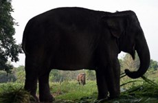 Thailand: PM calls on Thais to protect elephants