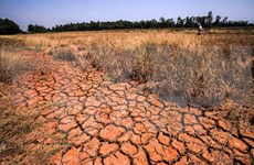 Crippling drought continues in Central, South: experts