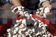 Binh Thuan temporarily bans exploitation of mollusc, bivalve at sea