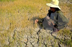 Gia Lai: 14,000 drought-hit households face food shortage