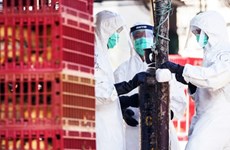 Malaysia, Thailand conduct anti-bird flu drill