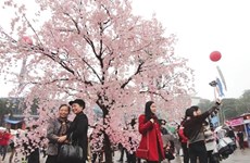 Japan Sakura Festival to return next week