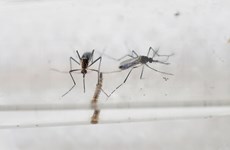 Phu Yen launches public campaign against dengue, Zika virus