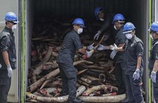 Malaysia destroys nearly 10 tonnes of ivory