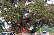 Ancient banyan in Thua Thien–Hue named heritage tree