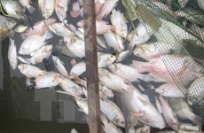 Ha Tinh to support farmers affected by mass fish deaths