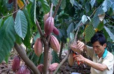 Vietnam to increase cacao area to 50,000 hectares by 2020