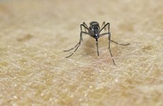 Yellow fever likely to appear in Vietnam: health ministry