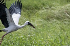 Endangered Asian openbill storks spotted in Lao Cai