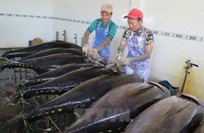 Binh Dinh’s tuna fishing benefits from Japanese technology