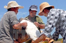 Ben Tre Province asks government to help salt farmers