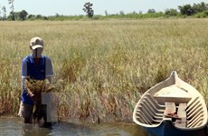 ADB helps Vietnam fight drought, saline intrusion
