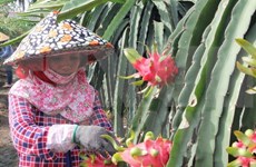 Dragonfruit paves way for Vietnam’s fruit exports to Thailand