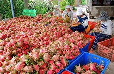 Binh Thuan to strictly handle illegal Chinese dragon fruit traders