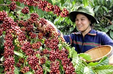 Vietnam Coffee Day to open in December 