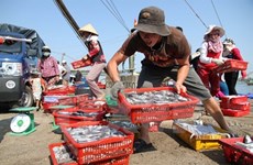 Tests on seafood in central provinces to be announced early next month