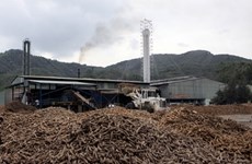 Vietnam’s cassava exports up 26 percent