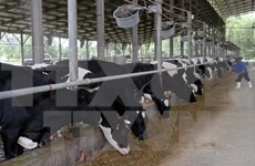 Japanese enterprise develops cow farms in Can Tho