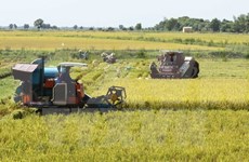 Mekong Delta seeks climate change adaptive techniques for rice farming
