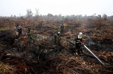 Indonesia deploys 25 aircraft to put out forest fires