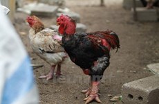  Rumours hit big-drumstick chicken trademark