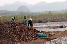 Vietnam’s ethanol industry faces crisis
