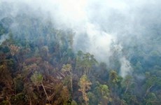  Indonesia spends millions of USD to stamp out forest fires 